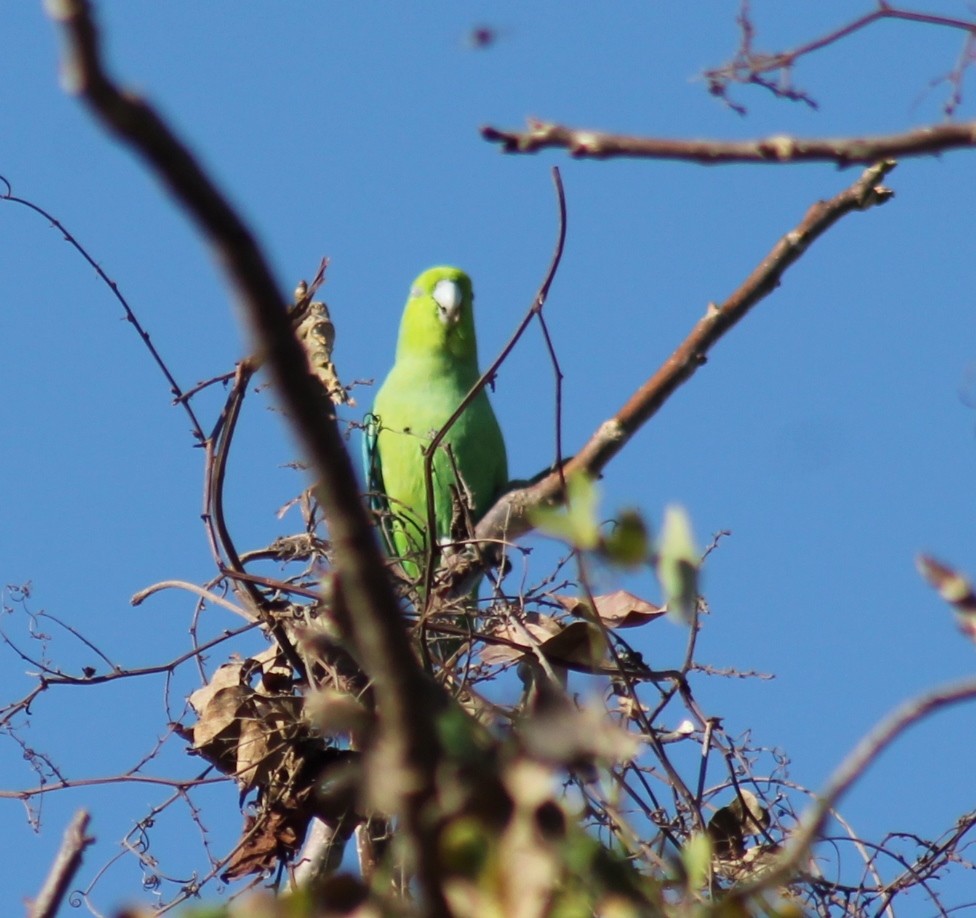 Orange-fronted Parakeet - ML553410101