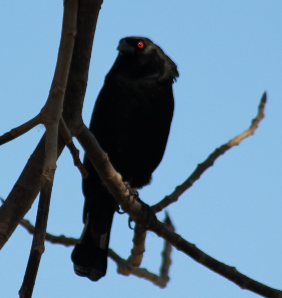 Bronzed Cowbird - ML553410211