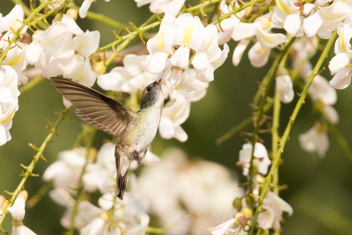 White-bellied Emerald - ML553410271