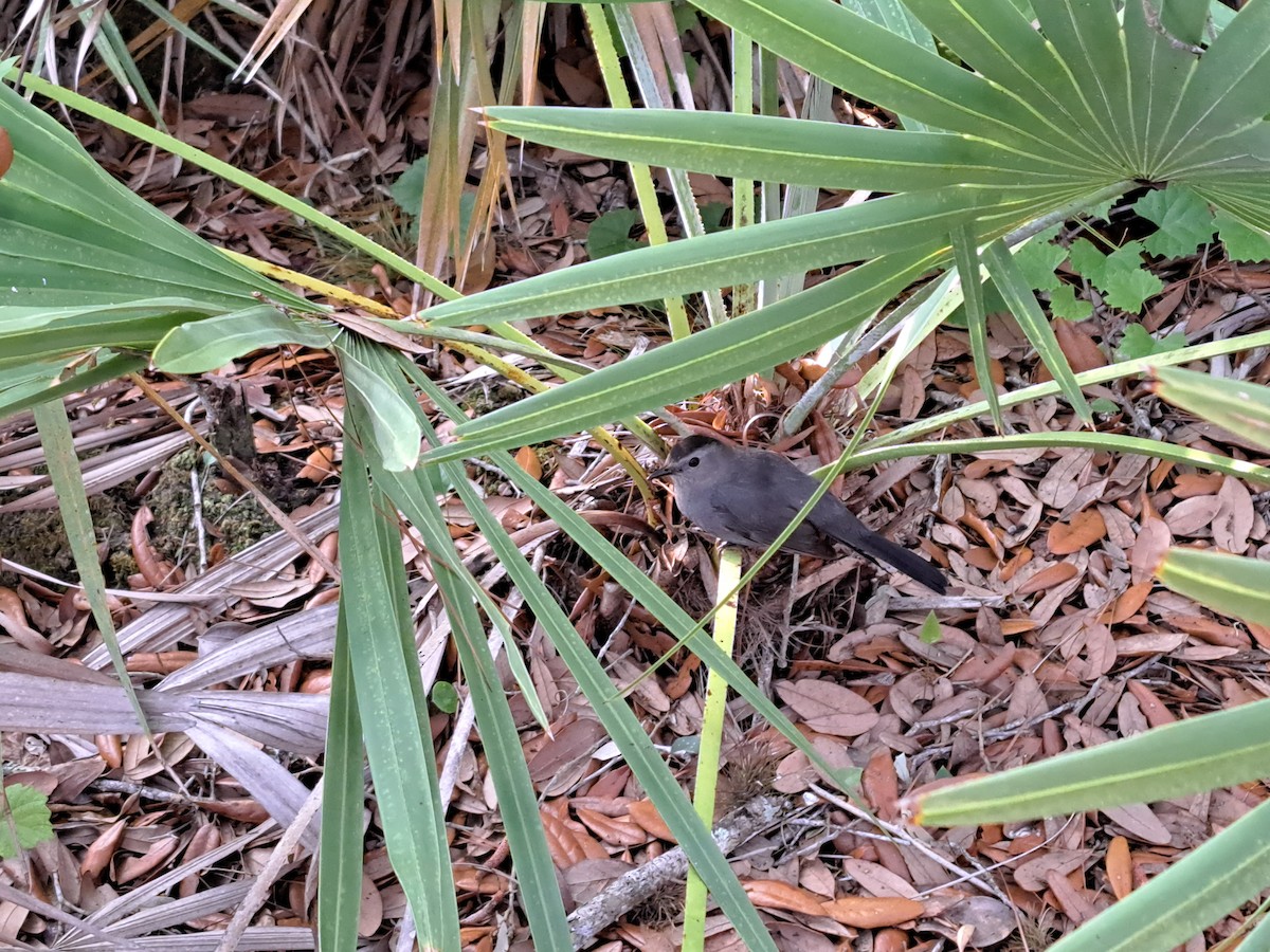 Gray Catbird - ML553410341