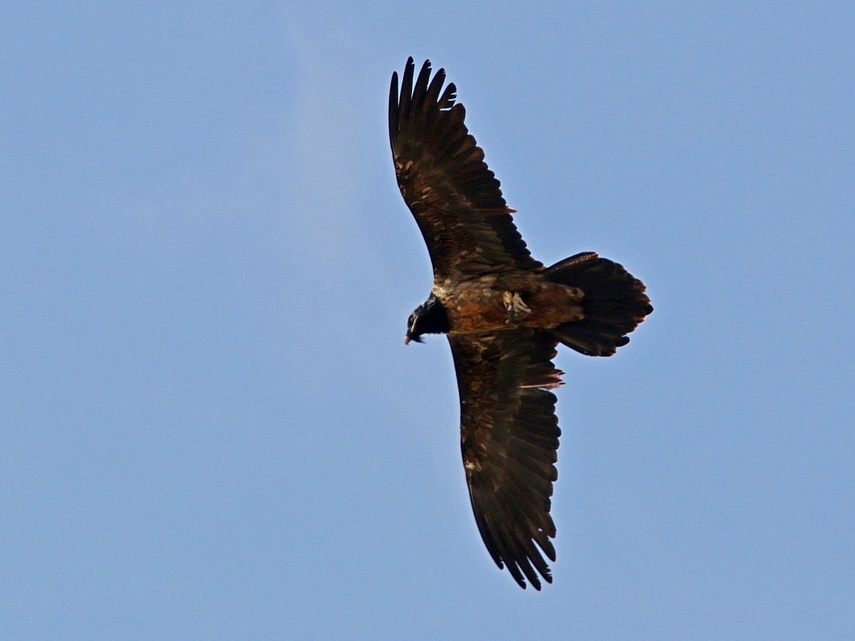 Bearded Vulture - ML553410681