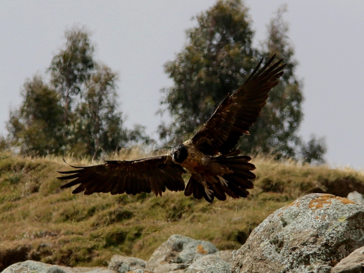 Bearded Vulture - ML553410701