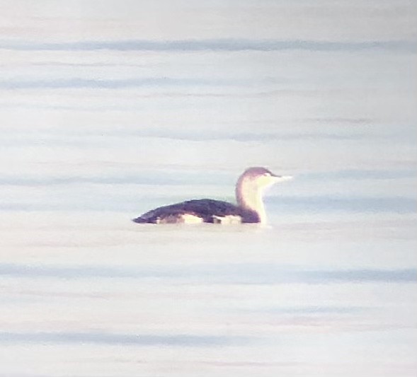 Red-throated Loon - ML553411211