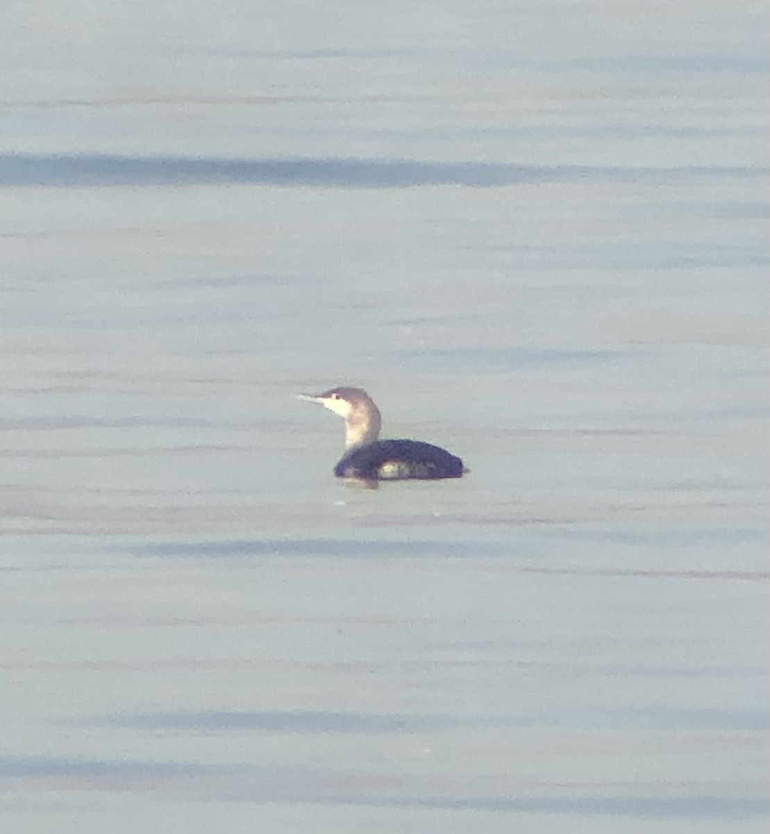 Red-throated Loon - ML553411371