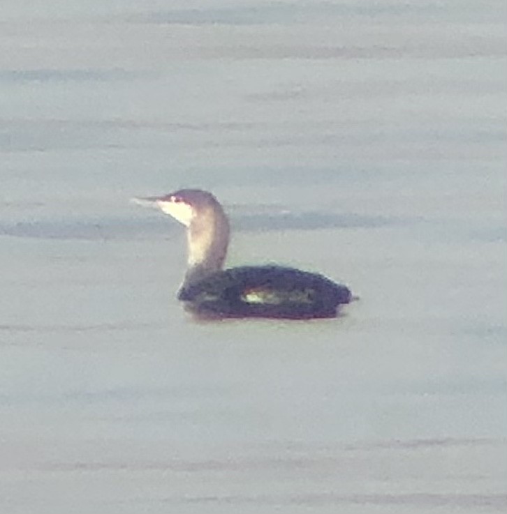 Red-throated Loon - ML553411381