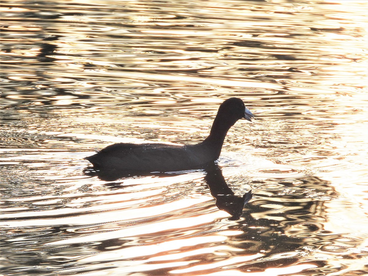 American Coot - ML553411501