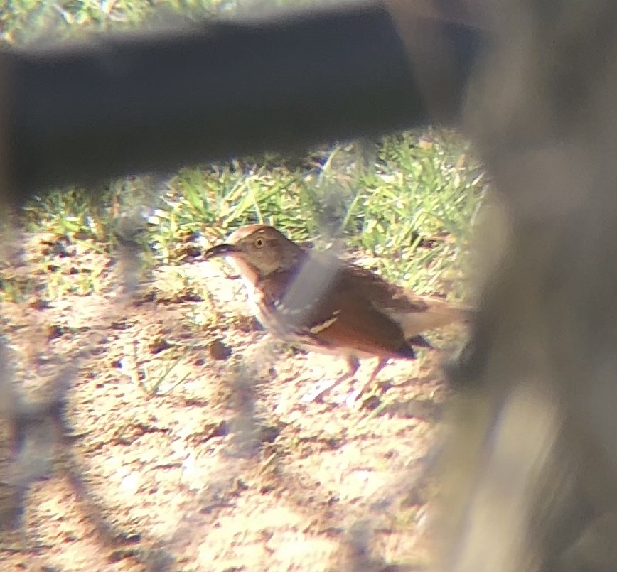 Brown Thrasher - ML553411571