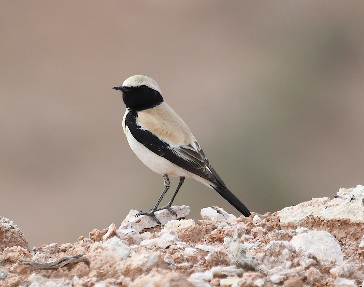 Desert Wheatear - ML553411651