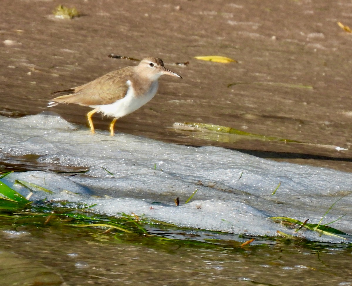 Spotted Sandpiper - Lynne Harding