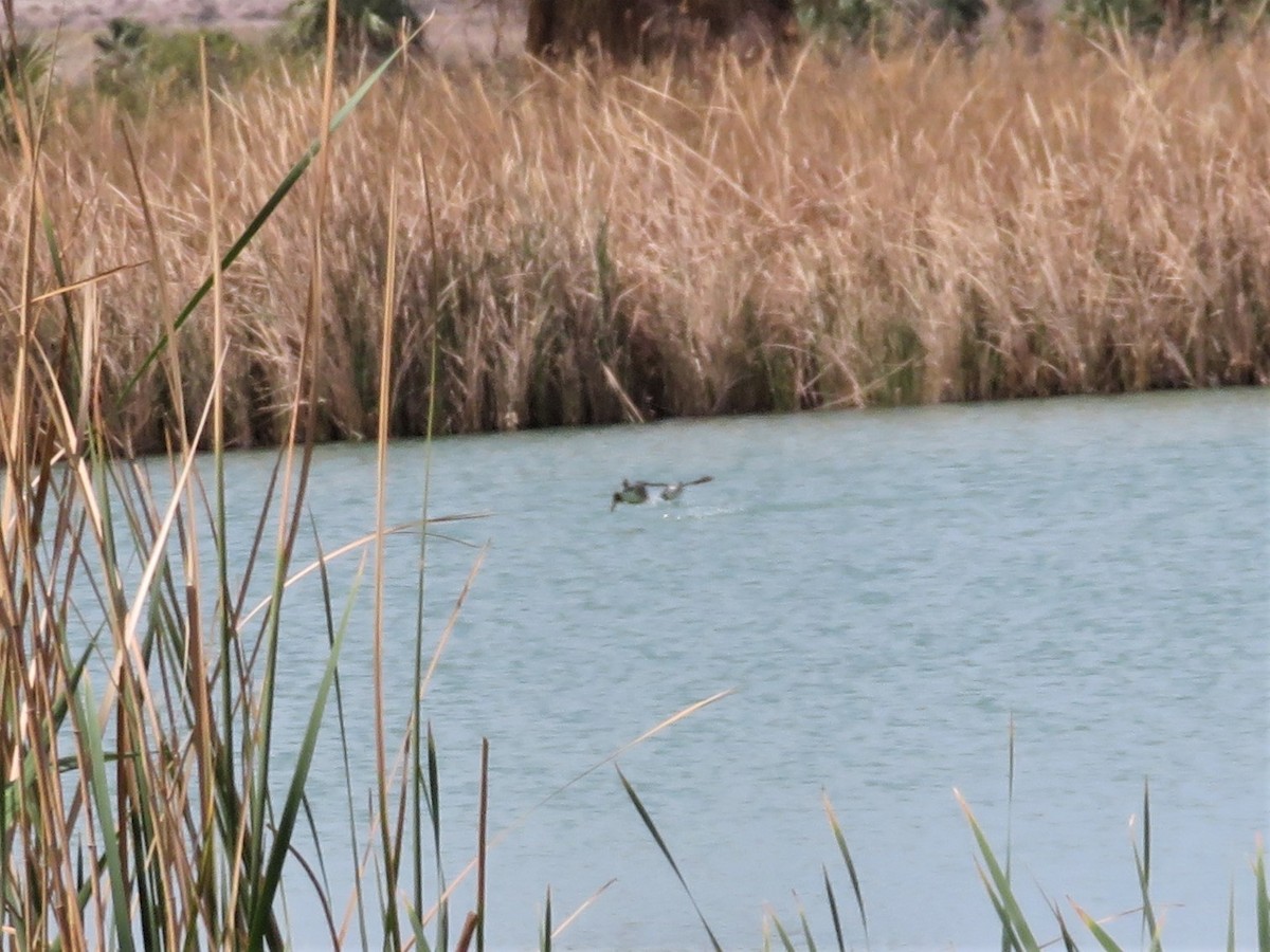 Common Goldeneye - ML553412641