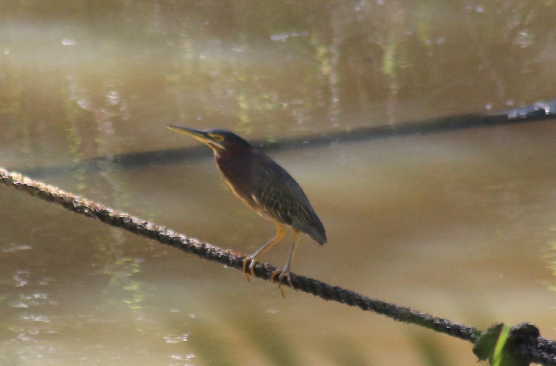 Green Heron - ML553413991