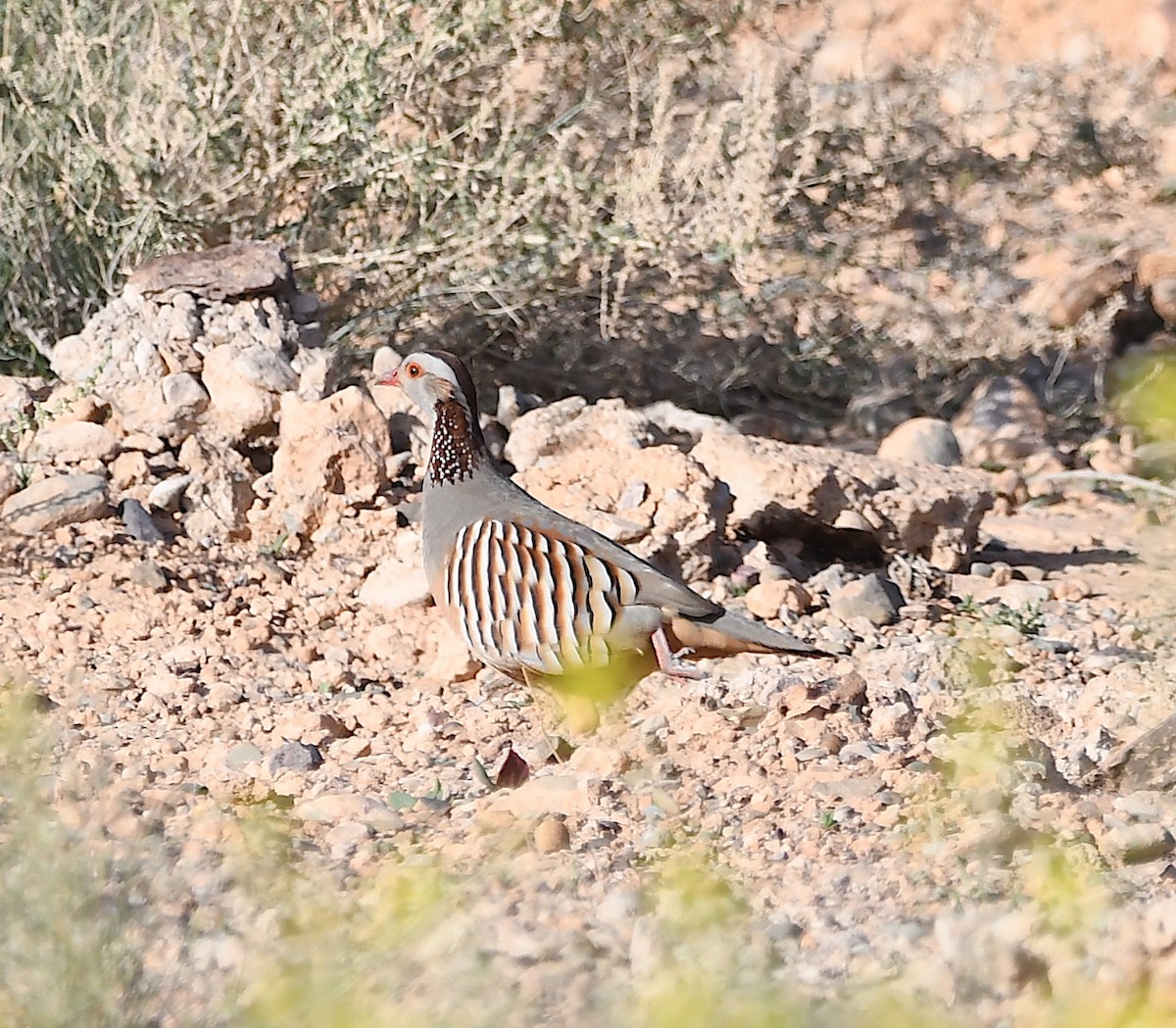 Barbary Partridge - ML553414411