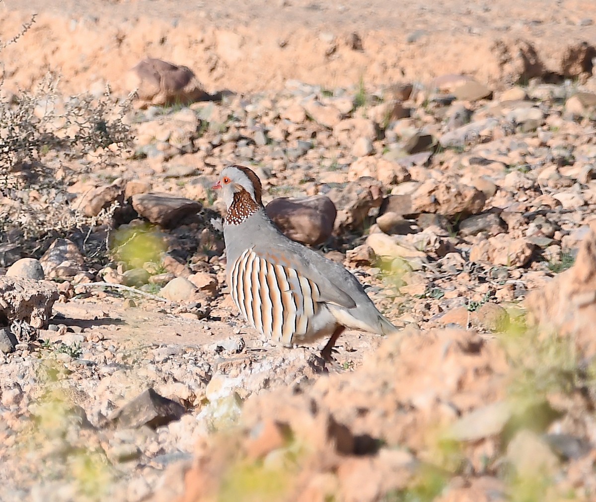 Barbary Partridge - ML553414421