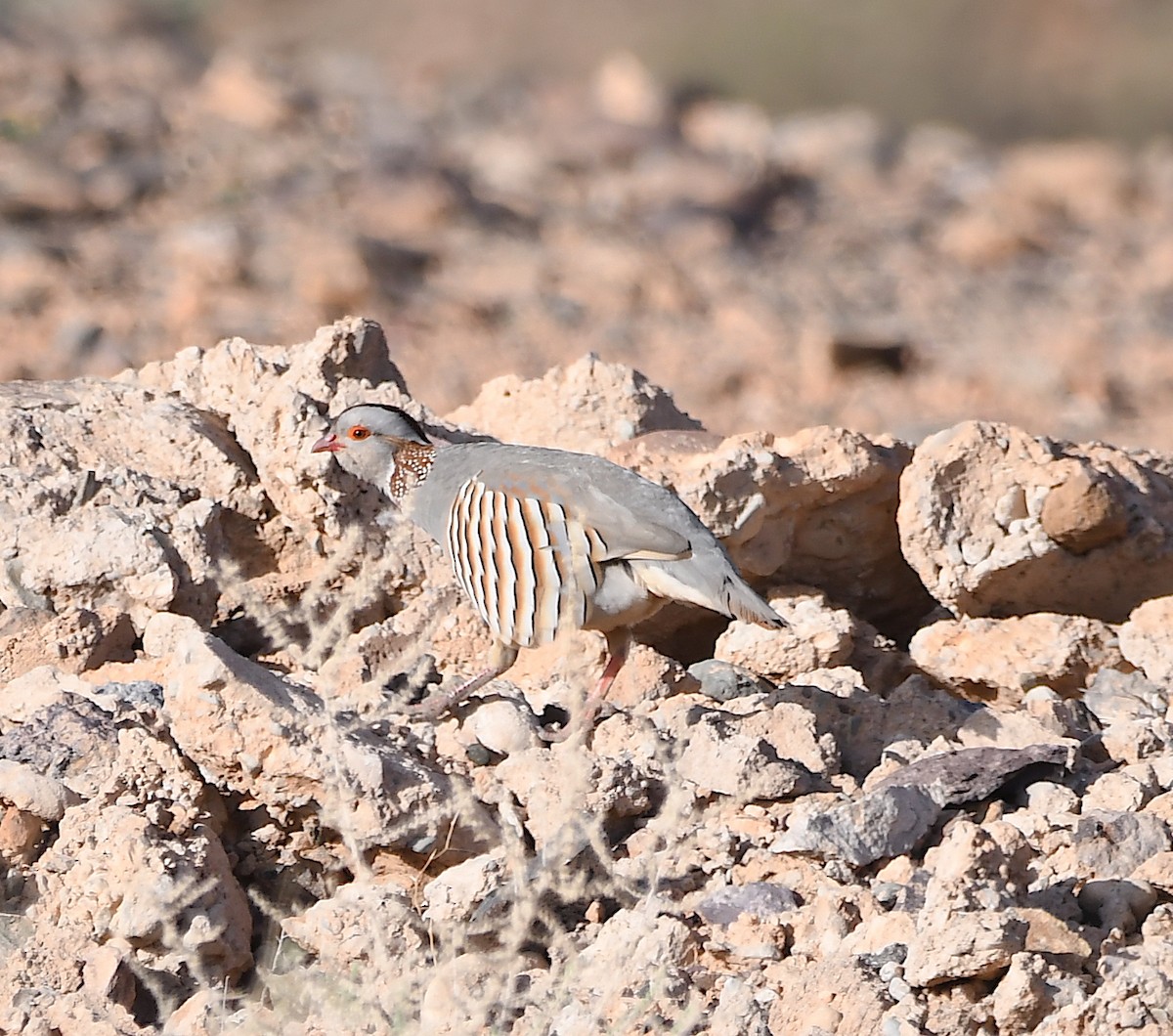 Barbary Partridge - ML553414431