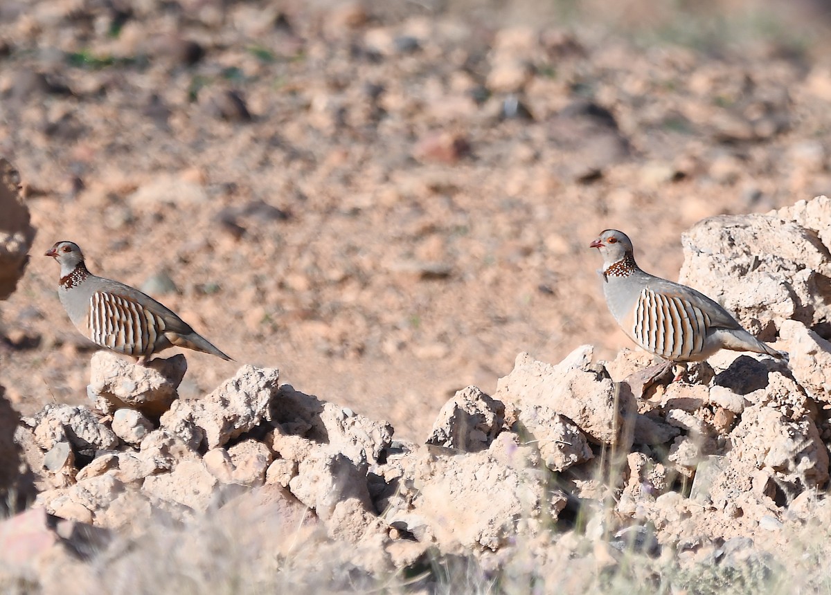 Barbary Partridge - ML553414441