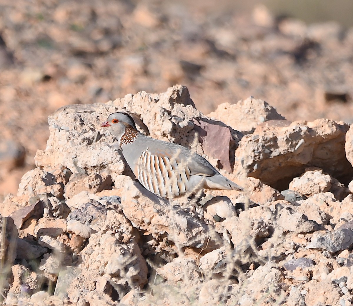 Barbary Partridge - ML553414451