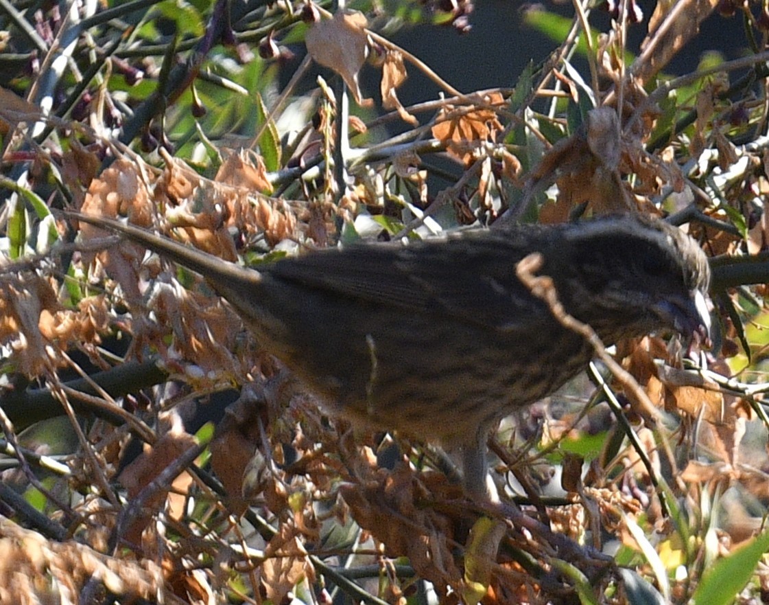 Spot-winged Rosefinch - Chitra Shanker