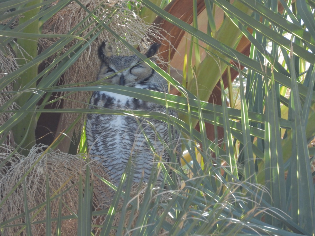 Great Horned Owl - Susan Benedict