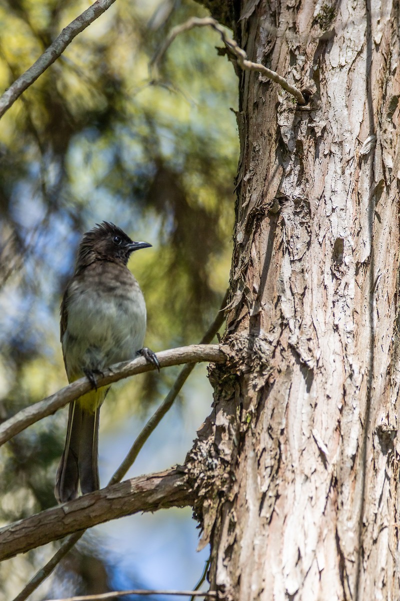 Common Bulbul - ML553414901