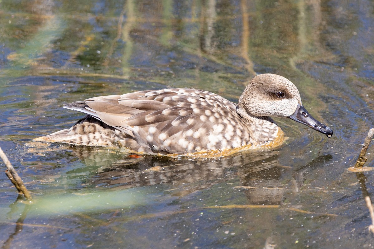 Marbled Duck - ML553415341