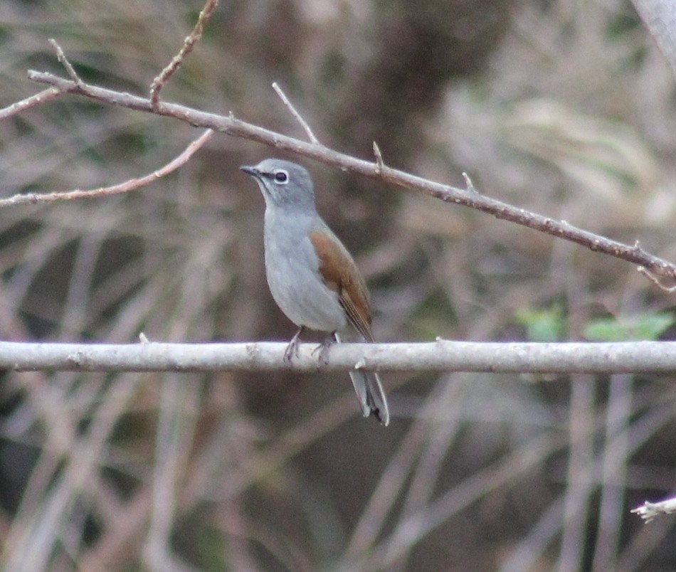 Solitario Dorsipardo - ML553415501