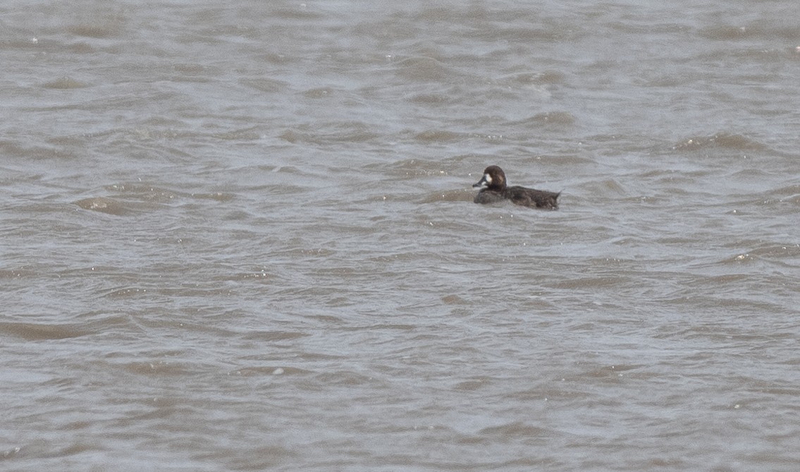 Greater Scaup - ML553415661