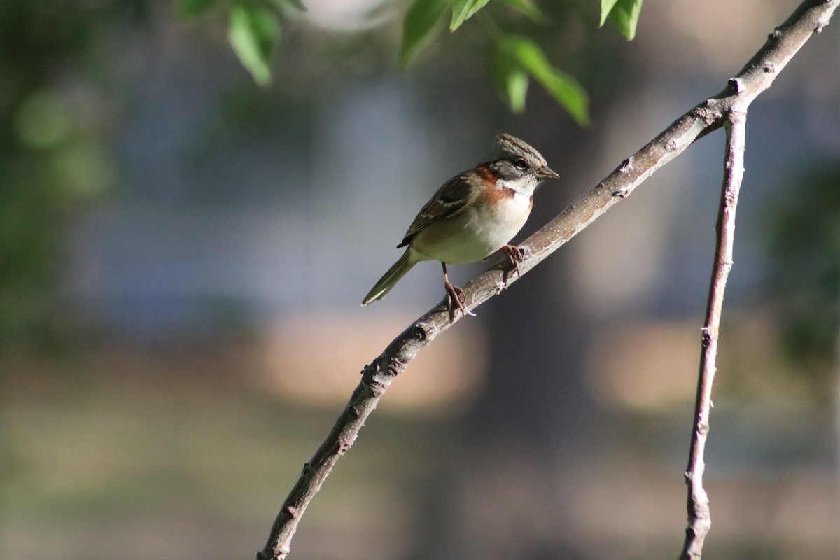 Rufous-collared Sparrow - ML553418051