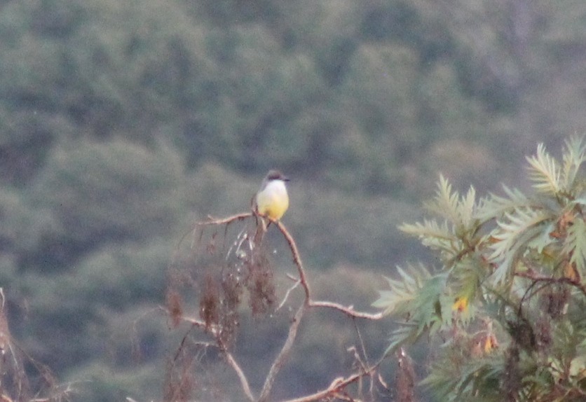 Thick-billed Kingbird - ML553418531