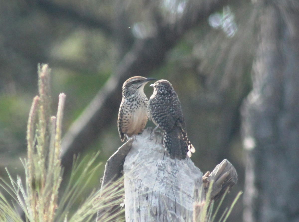 Spotted Wren - ML553419431