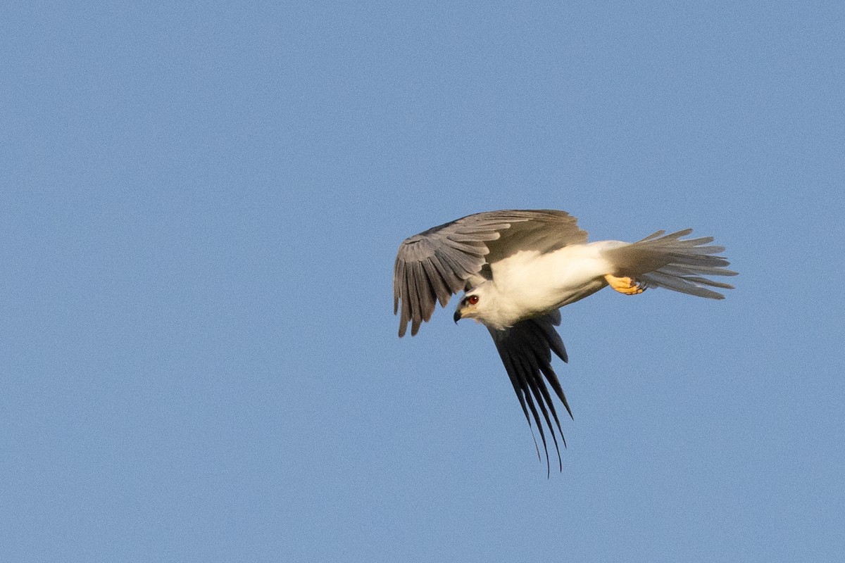 White-tailed Kite - Peter Hellman