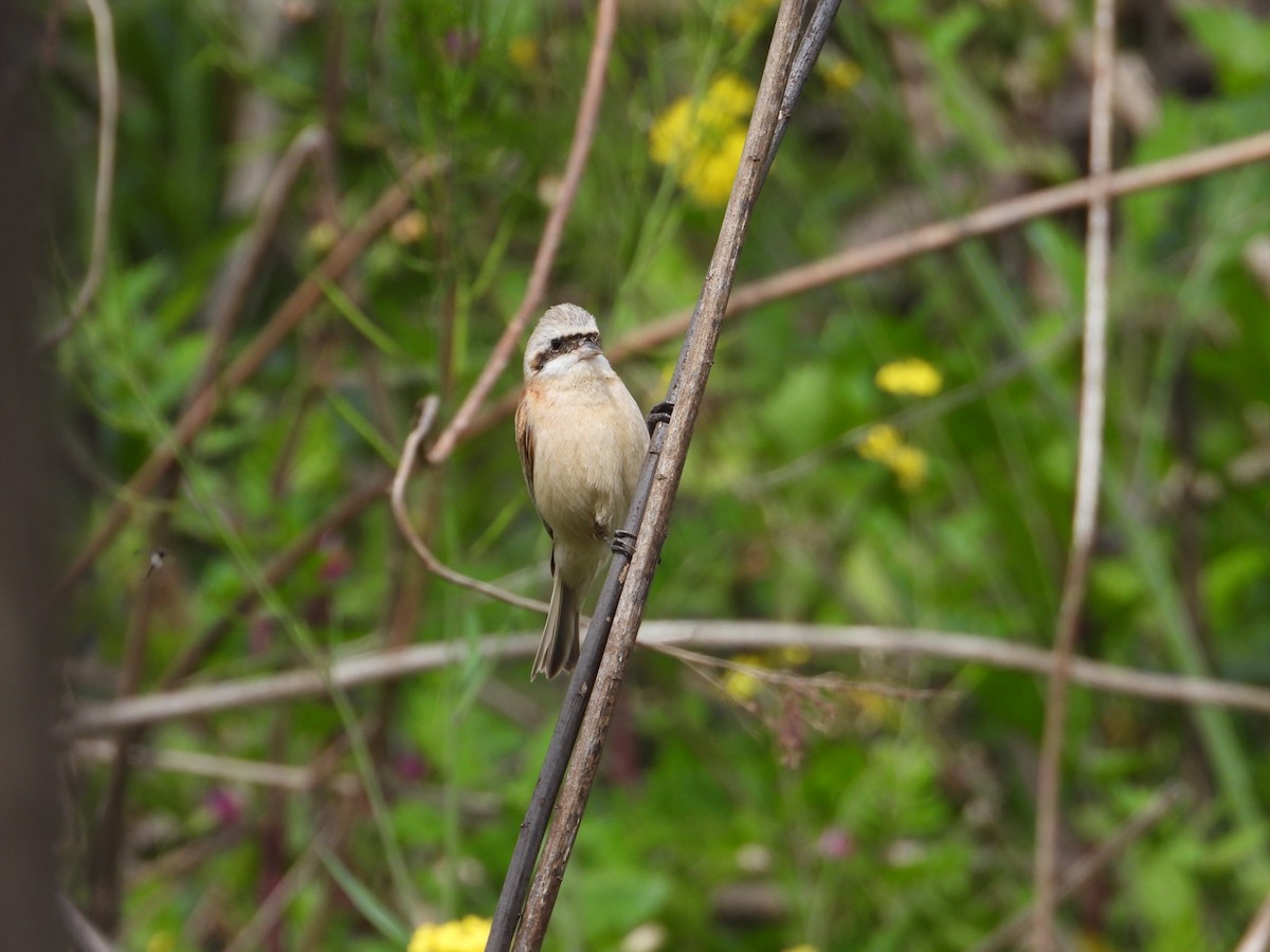 Chinese Penduline-Tit - ML553420541