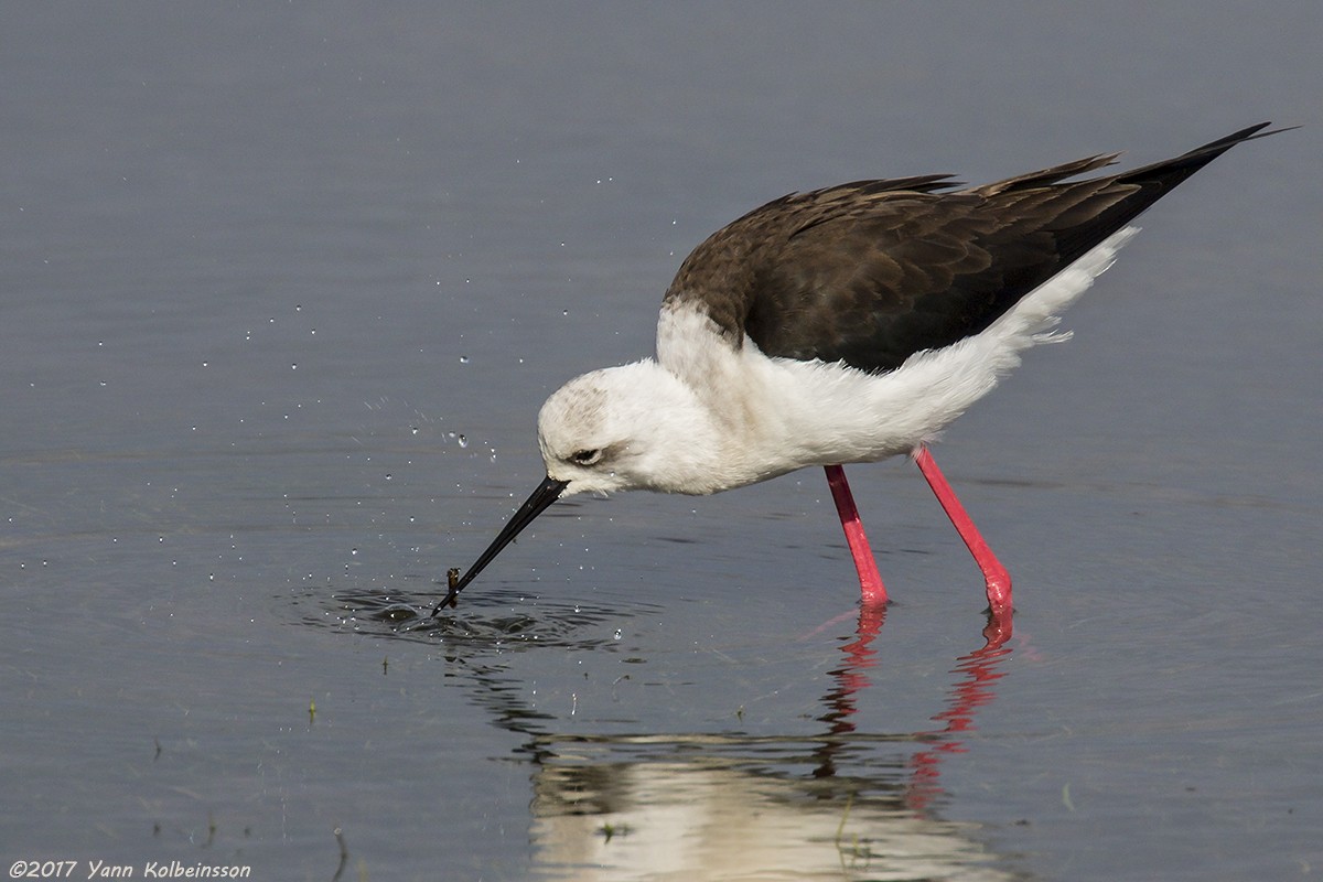 Black-winged Stilt - ML55342191