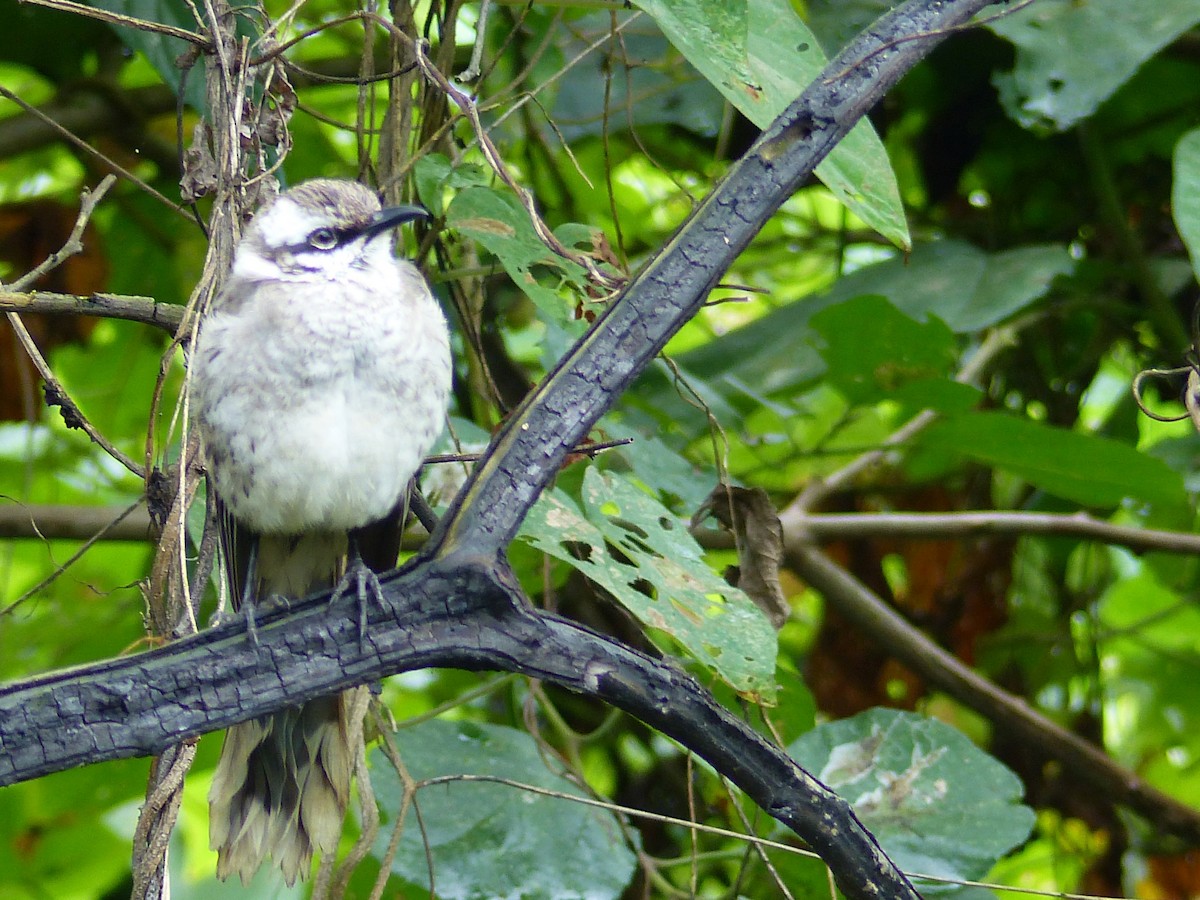 Long-tailed Mockingbird - ML553422251