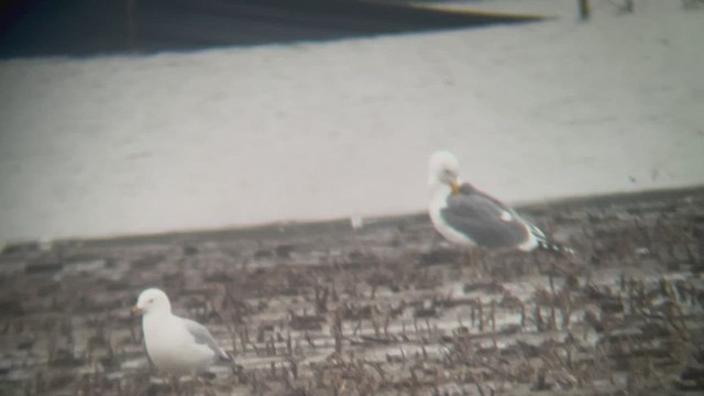 Herring x Lesser Black-backed Gull (hybrid) - ML553422311