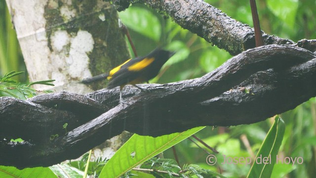 Black-cowled Oriole - ML553422421