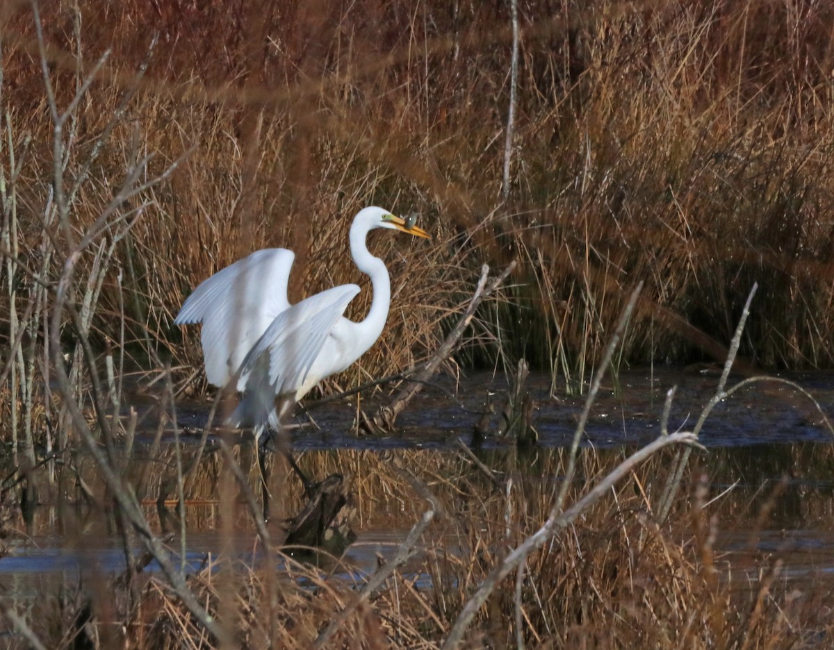 Great Egret - Mark Nale