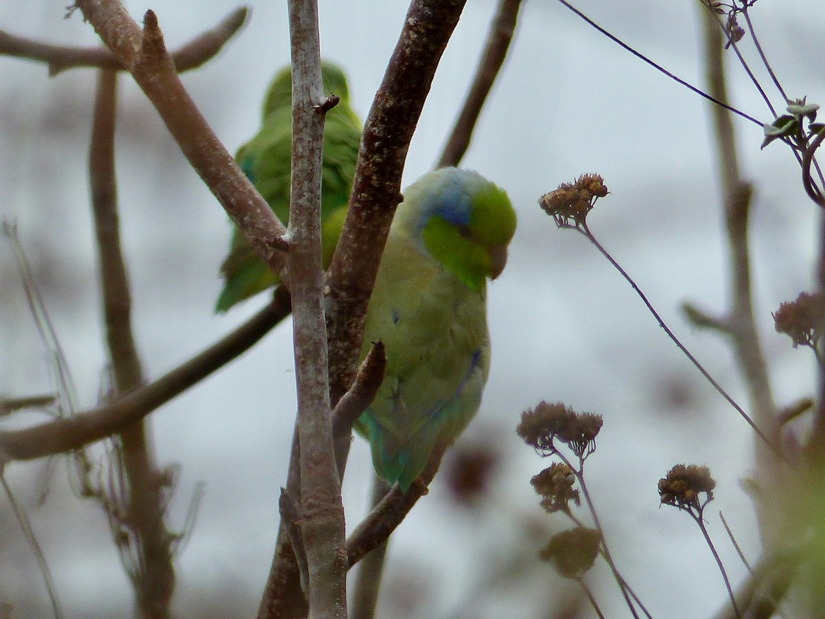 Pacific Parrotlet - ML553423821