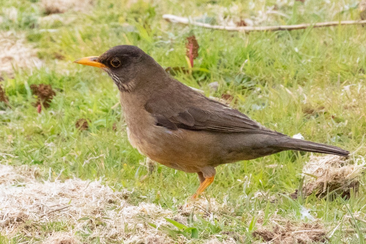 Austral Thrush (Falkland) - Sue Wright