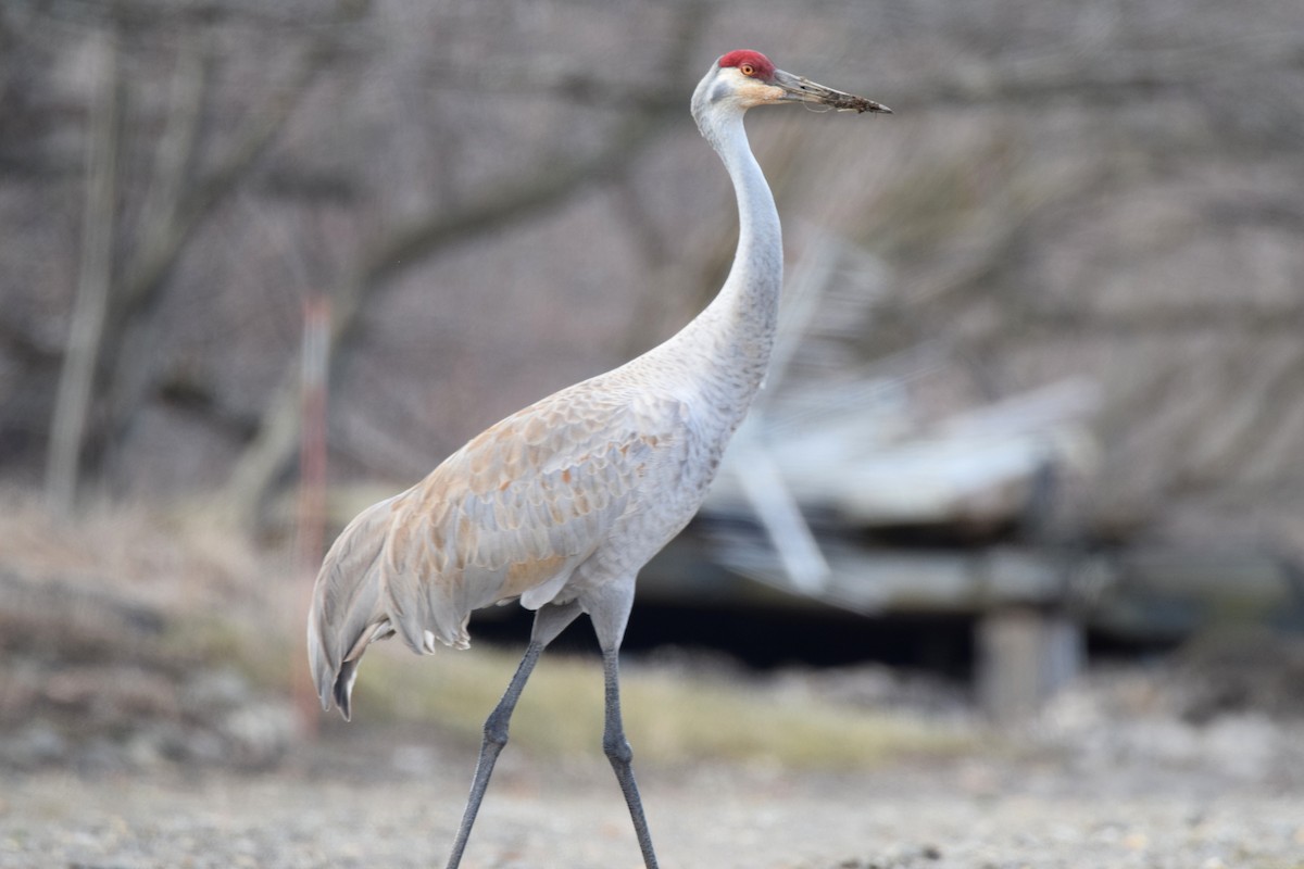 Sandhill Crane - Greg Douglas