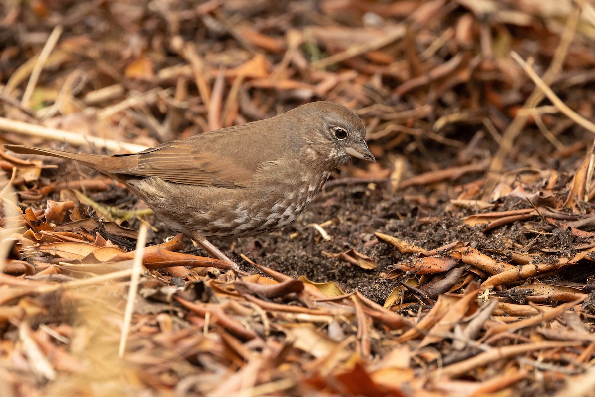 Fox Sparrow (Sooty) - ML553424531