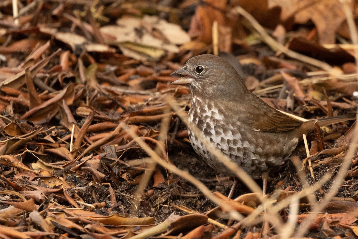 Fox Sparrow (Sooty) - ML553425351