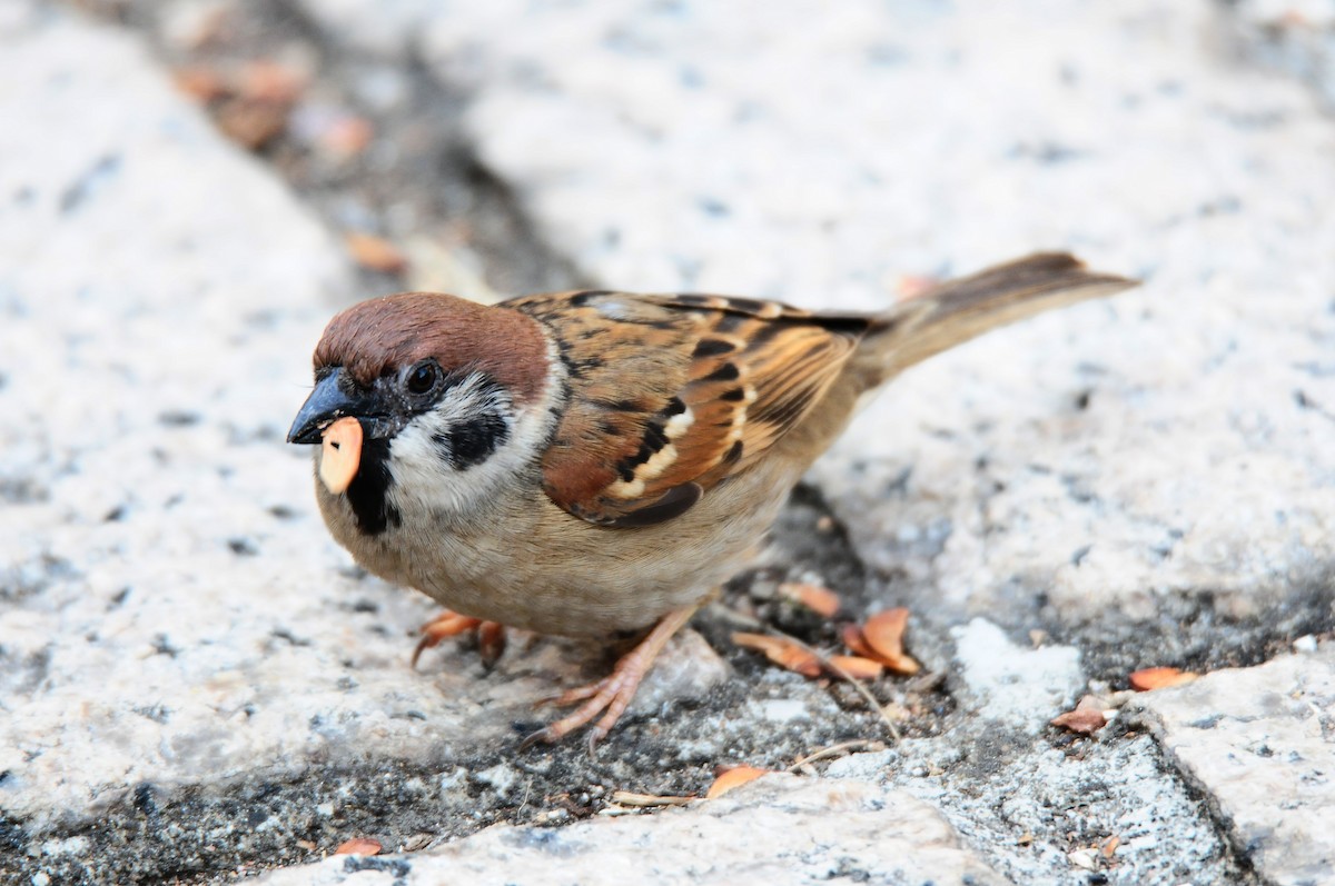 Eurasian Tree Sparrow - Kelvin NG
