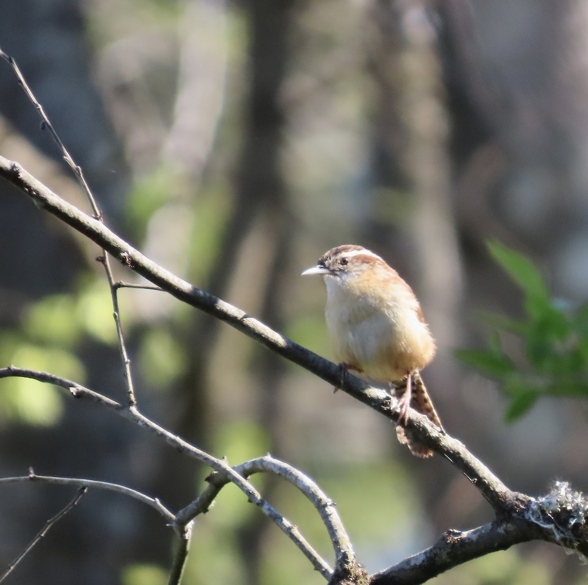 Carolina Wren - ML553426361