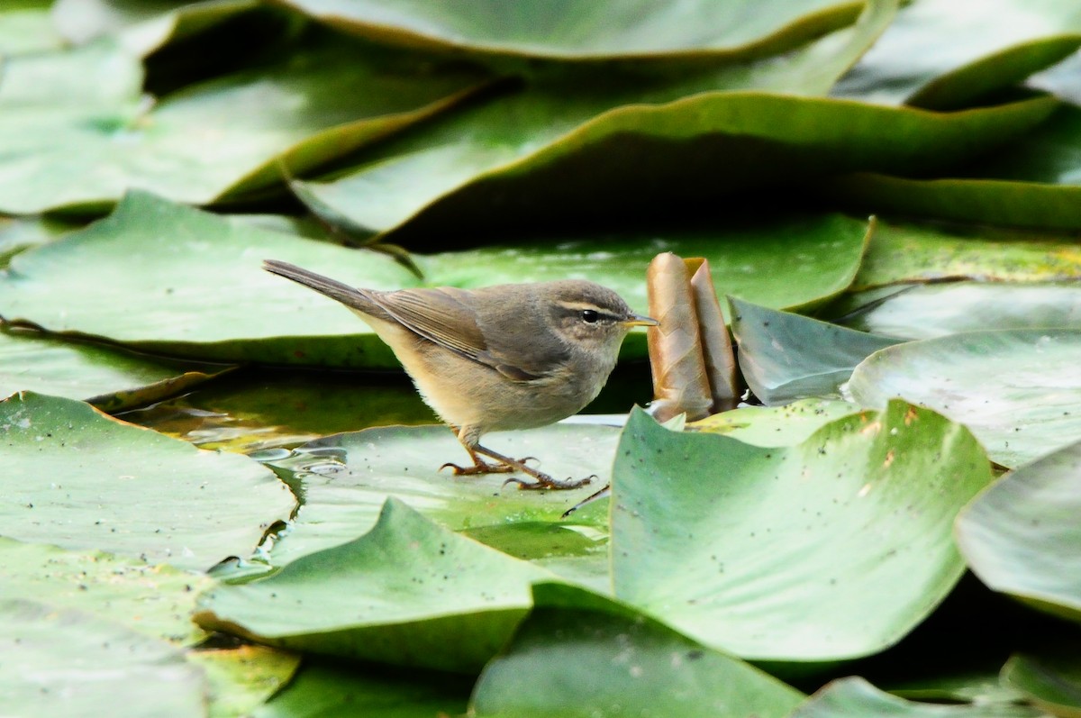 Dusky Warbler - Kelvin NG