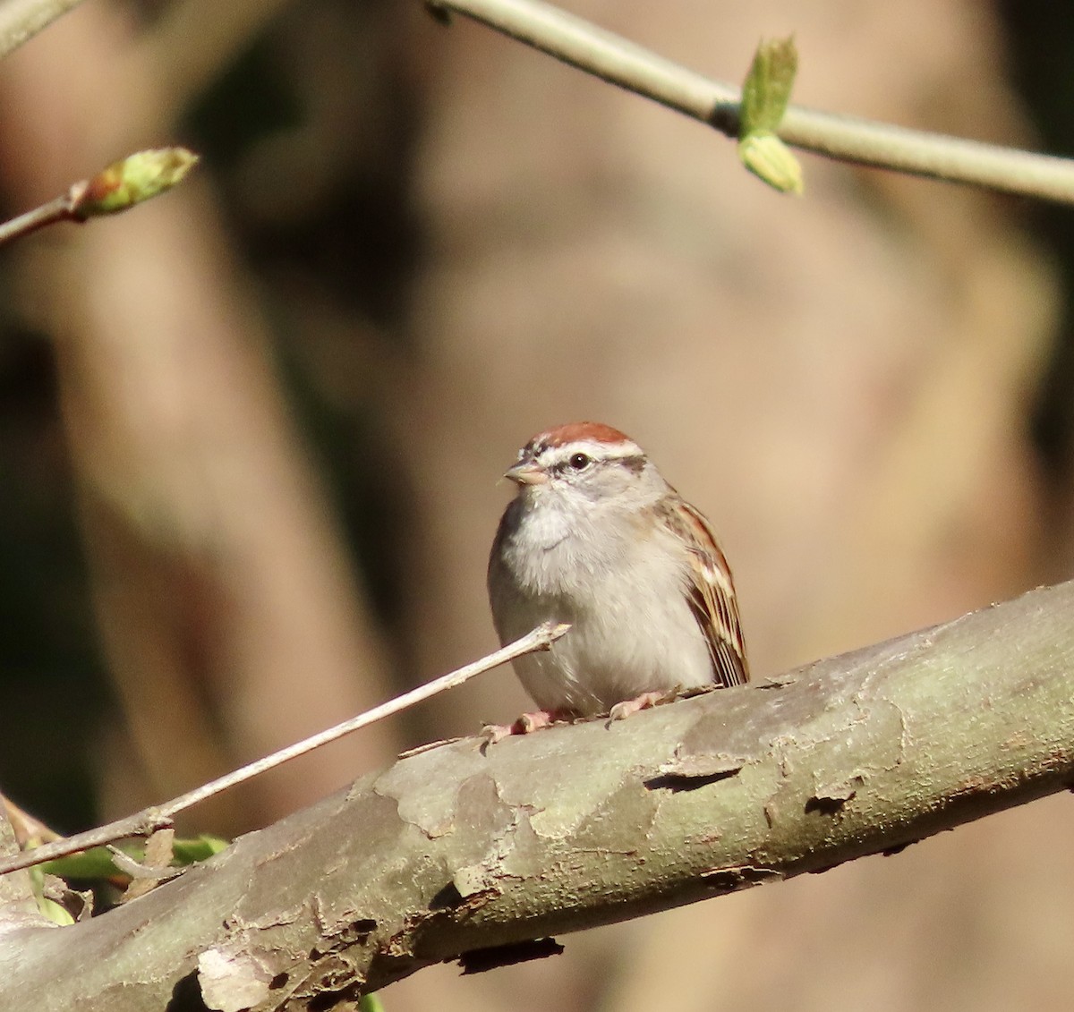 Chipping Sparrow - ML553426471