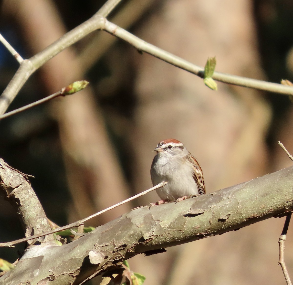Chipping Sparrow - ML553426481