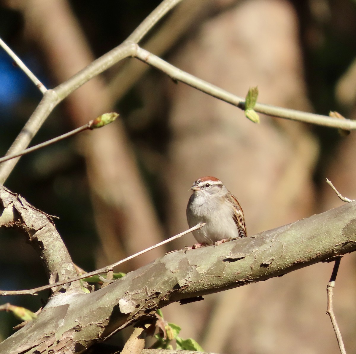 Chipping Sparrow - ML553426491