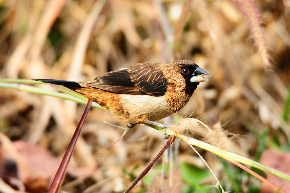 White-rumped Munia - ML553426571