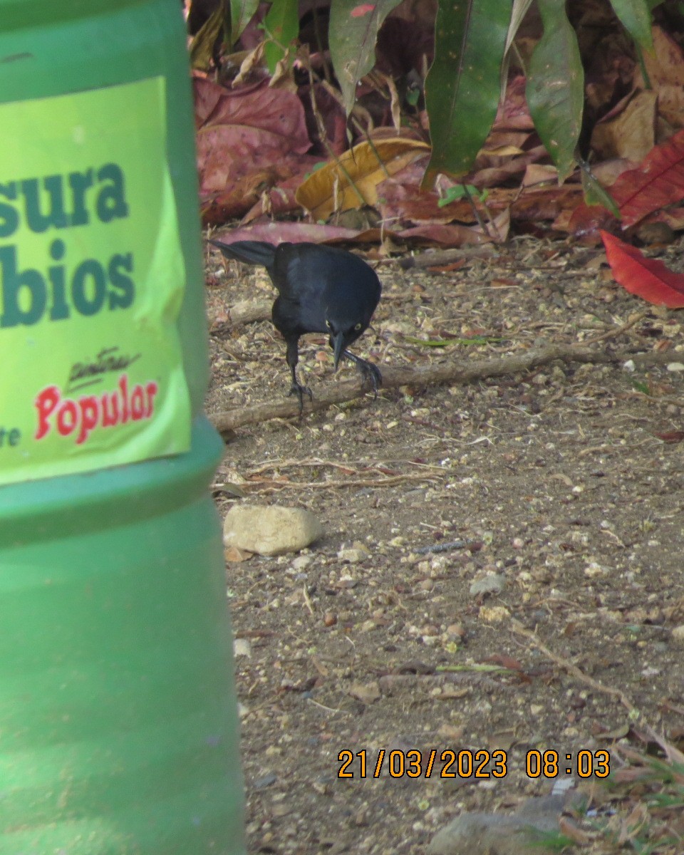 Greater Antillean Grackle - ML553427151