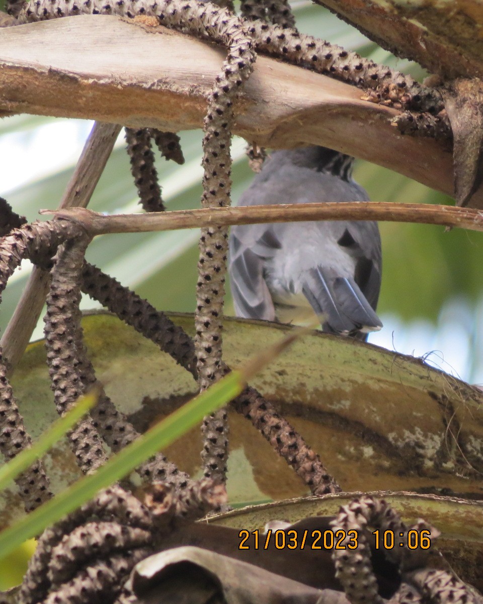 Red-legged Thrush - ML553428251